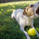 Illustration for article titled Enlightened dog responds to human inanities with "blah blah blah"